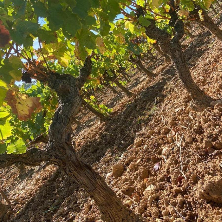 코티냑 Domaine Le Petit Hameau 아파트 호텔 외부 사진
